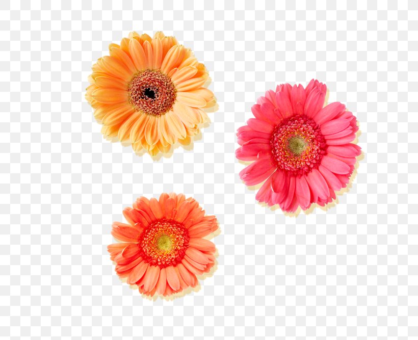 Tiff, PNG, 740x667px, Tiff, Comparazione Di File Grafici, Cut Flowers, Daisy Family, Data Download Free