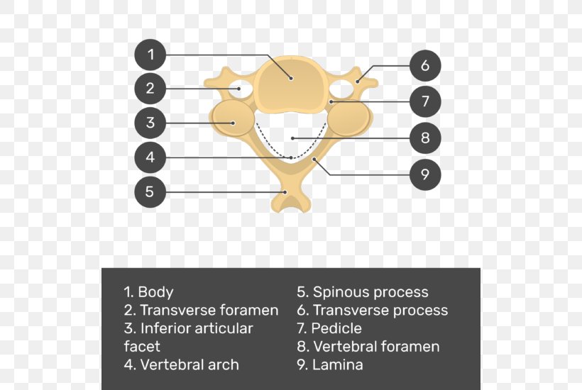 Vertebral Column Cervical Vertebrae Vertebral Foramen Axis, PNG, 534x550px, Watercolor, Cartoon, Flower, Frame, Heart Download Free