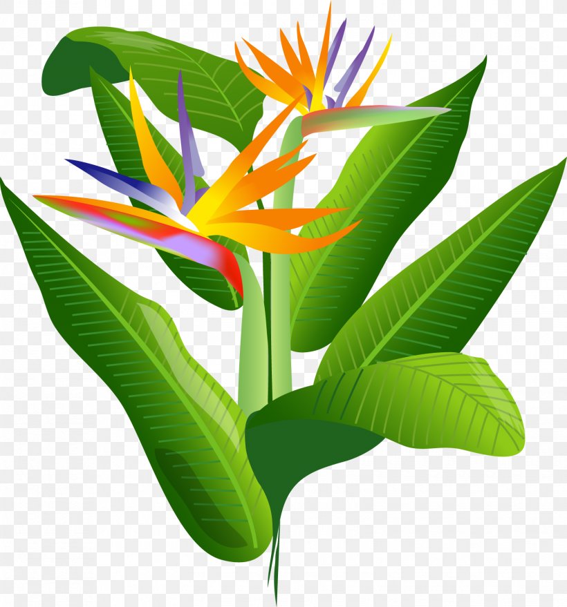 Bird Of Paradise Flower, PNG, 1550x1663px, Flower, Bird Of Paradise Flower, Fire Lilies, Flora, Flowering Plant Download Free