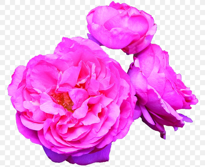 Fragrant Roses Garden Roses Hybrid Tea Rose, PNG, 780x667px, Fragrant Roses, Cut Flowers, English Roses, Floribunda, Flower Download Free