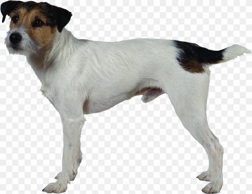 Jack Russell Terrier Parson Russell Terrier Miniature Fox Terrier Smooth Fox Terrier Tenterfield Terrier, PNG, 2366x1824px, Jack Russell Terrier, Carnivoran, Companion Dog, Danish Swedish Farmdog, Dog Download Free