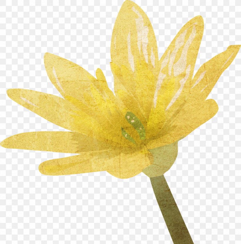 Petal, PNG, 1009x1024px, Petal, Flower, Plant, Yellow Download Free