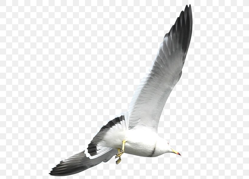 European Herring Gull Flight Bird Common Gull, PNG, 500x591px, European Herring Gull, Beak, Bird, Bird Flight, Charadriiformes Download Free