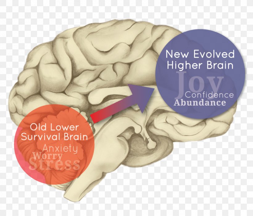 Human Brain Cerebral Hemisphere Evolution Limbic System, PNG, 927x792px, Watercolor, Cartoon, Flower, Frame, Heart Download Free