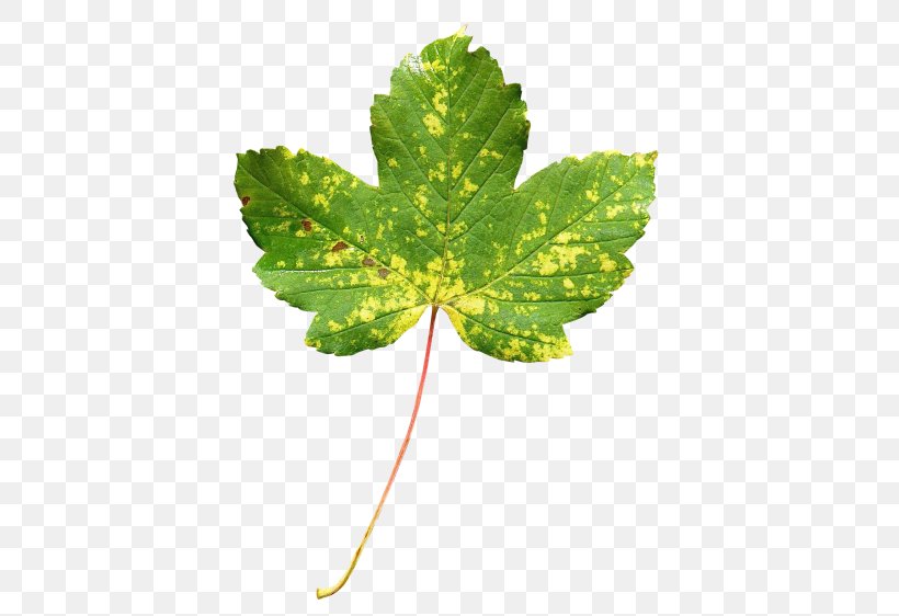 Maple Leaf Green Autumn Leaf Color, PNG, 500x562px, Leaf, Autumn Leaf Color, Google Images, Green, Maple Download Free