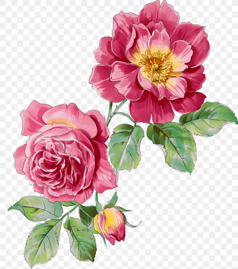 Moutan Peony Paeonia Rockii Clip Art, PNG, 905x1024px, Moutan Peony, Annual Plant, Artificial Flower, Cut Flowers, Dahlia Download Free
