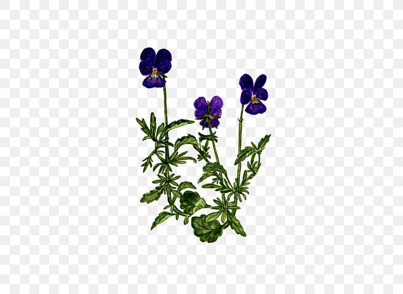 Plant Pansy Herbalism Violet Phytotherapy, PNG, 600x600px, Plant, Anemone, Cut Flowers, Depurative, Detoxification Download Free
