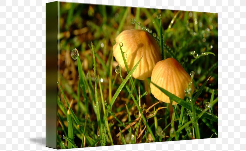 Winter Squash Edible Mushroom Plant Stem Cucurbita, PNG, 650x504px, Winter Squash, Cucurbita, Edible Mushroom, Fungus, Grass Download Free