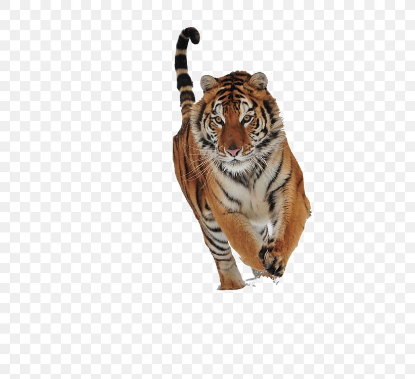 Cat Siberian Tiger Felidae Golden Tiger, PNG, 499x750px, Cat, Animal, Bengal Tiger, Big Cat, Big Cats Download Free
