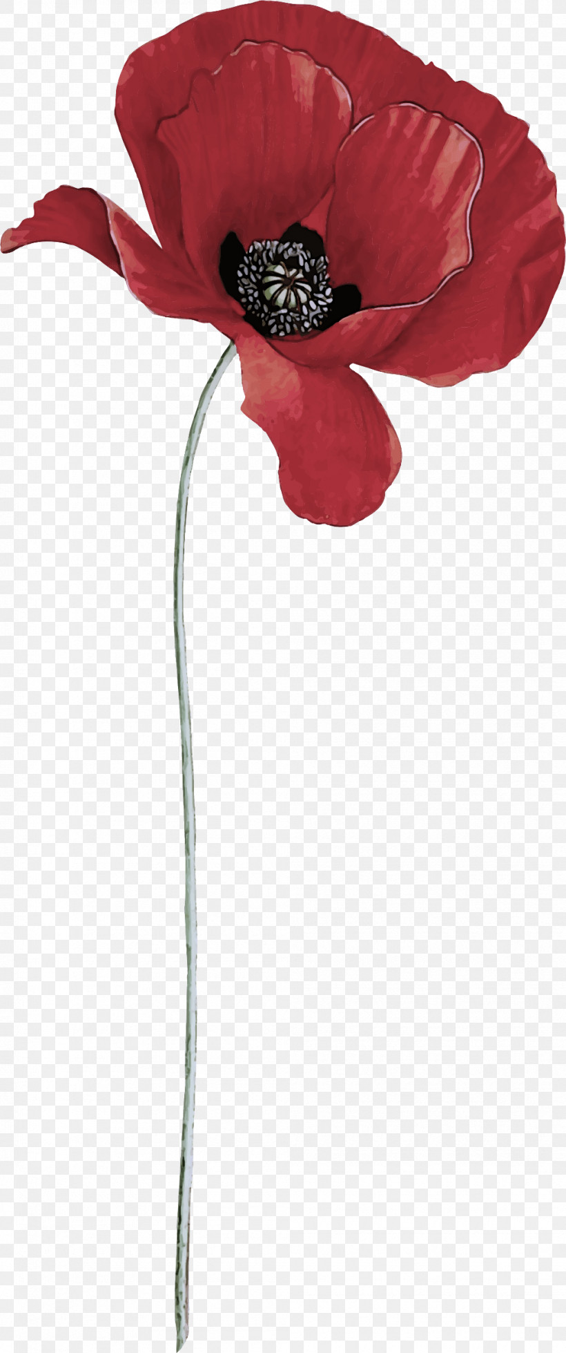 Red Flower Corn Poppy Coquelicot Plant, PNG, 995x2376px, Red, Anthurium, Coquelicot, Corn Poppy, Flower Download Free