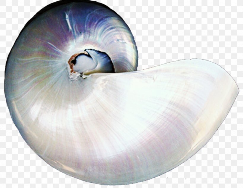 Seashell Gastropods Invertebrate Pearl Gastropod Shell, PNG, 1015x787px, Seashell, Clam, Gastropod Shell, Gastropods, Invertebrate Download Free
