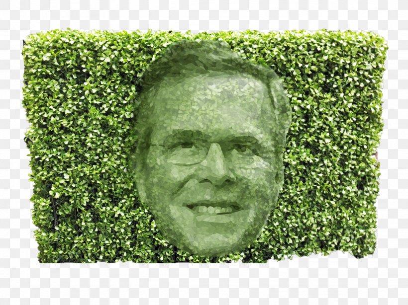 Chris Christie Hedge Trimmer Hedge Fund Tree, PNG, 1843x1382px, Chris Christie, Billionaire, Government, Grass, Green Download Free