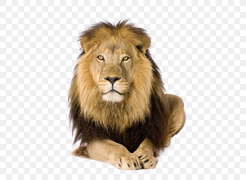 Lion Felidae Stock Photography Royalty-free Image, PNG, 600x600px, Lion, Big Cat, Big Cats, Carnivoran, Cat Like Mammal Download Free