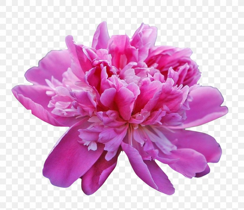 Peony Download Icon, PNG, 994x856px, Peony, Designer, Flower, Flowering Plant, Magenta Download Free
