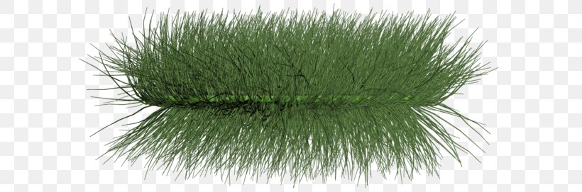 Aquatic Plants Grasses, PNG, 600x271px, 3d Computer Graphics, 3d Modeling, Aquatic Plants, Drawing, Grass Download Free
