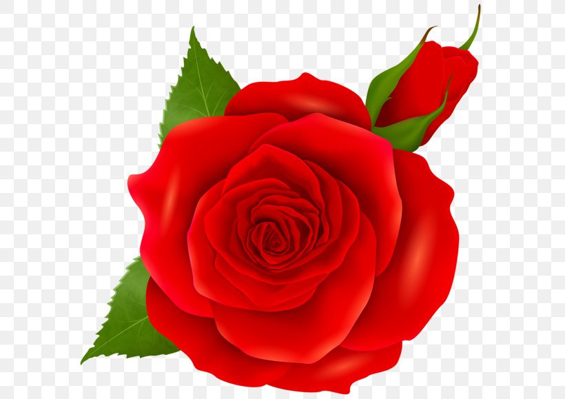 Blue Rose Clip Art, PNG, 600x579px, Blue Rose, Blue, Bud, China Rose, Cut Flowers Download Free