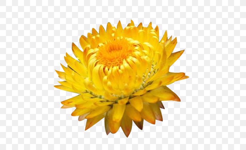 Chrysanthemum Petal Clip Art, PNG, 550x500px, Chrysanthemum, Calendula, Chrysanths, Daisy Family, Elements Hong Kong Download Free