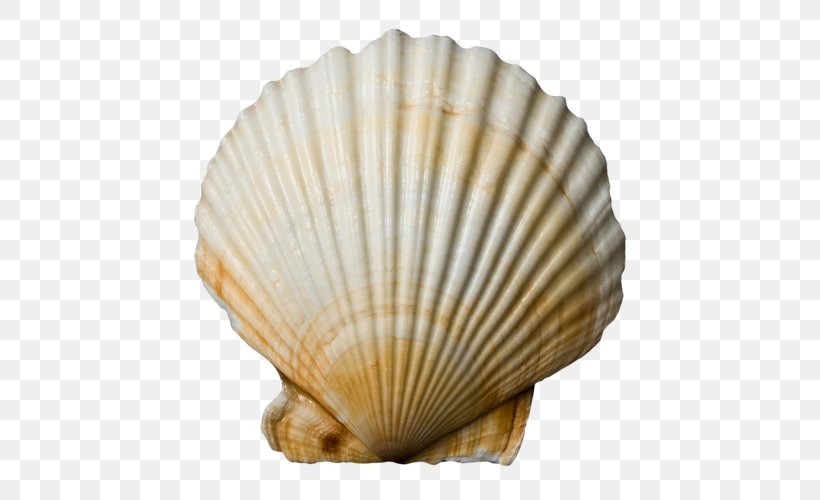 Cockle Seashell Conchology Molluscs, PNG, 500x500px, Cockle, Castle, Chitosan, Clam, Clams Oysters Mussels And Scallops Download Free
