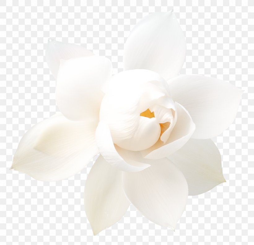 Moth Orchids Cut Flowers Petal, PNG, 1280x1234px, Moth Orchids, Cut Flowers, Flower, Flowering Plant, Gardenia Download Free