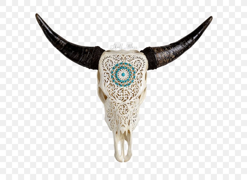 Texas Longhorn English Longhorn Murray Grey Cattle Skull, PNG, 600x600px, Texas Longhorn, Animal, Animal Skulls, Bone, Bull Download Free