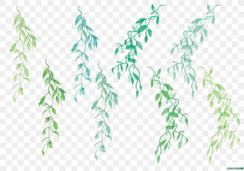Twig Plant Stem Leaf Font Grasses, PNG, 1600x1127px, Twig, Grasses, Green, Leaf, Plant Download Free