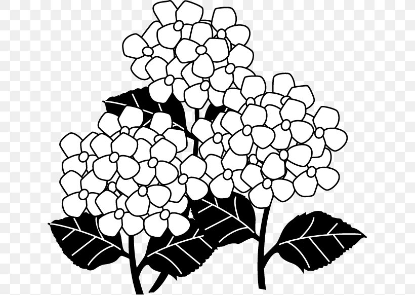 Black And White French Hydrangea Monochrome Painting, PNG, 632x582px, Black And White, Black, Branch, Color, Coloring Book Download Free