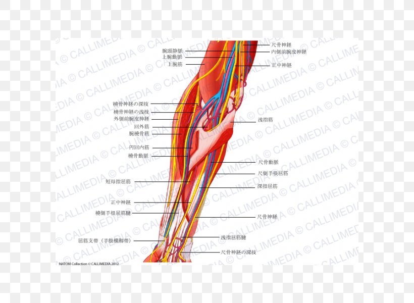 Forearm Ulnar Nerve Median Nerve Human Anatomy, PNG, 600x600px, Watercolor, Cartoon, Flower, Frame, Heart Download Free