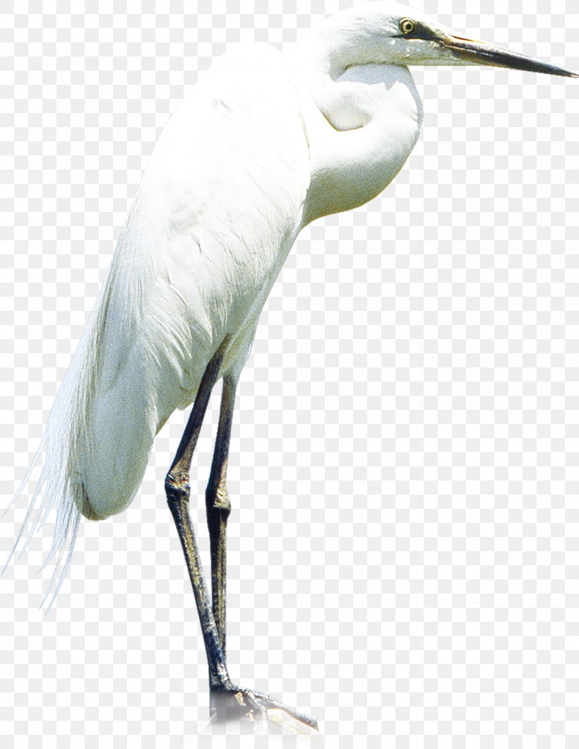 Heron Little Egret Great Egret, PNG, 1419x1835px, Heron, Beak, Bird, Ciconiiformes, Crane Download Free