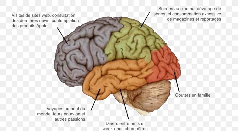 Agy Human Brain Nervous System Neuropsychology, PNG, 740x453px, Watercolor, Cartoon, Flower, Frame, Heart Download Free