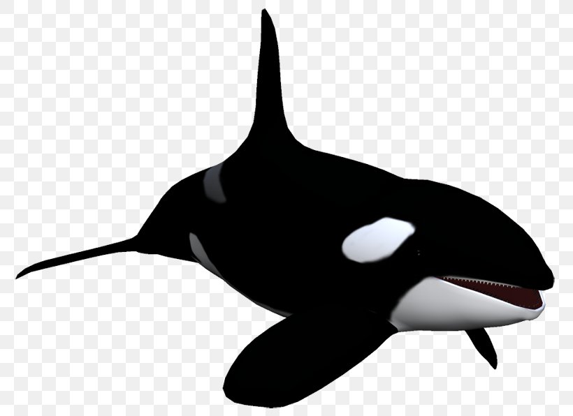 Killer Whale Dolphin Animal Clip Art, PNG, 800x596px, Killer Whale, Album, Animal, Author, Beak Download Free