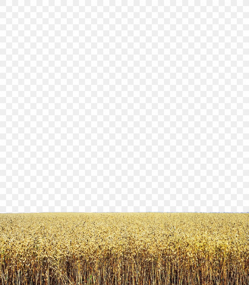 Wheat Harvest Grassland Rye Crop, PNG, 1266x1452px, Wheat, Agriculture, Cereal, Commodity, Crop Download Free