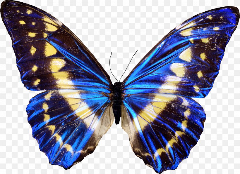 Butterfly Paper Printing Wing, PNG, 2363x1719px, Butterfly, Arthropod, Brush Footed Butterfly, Butterflies And Moths, Cobalt Blue Download Free