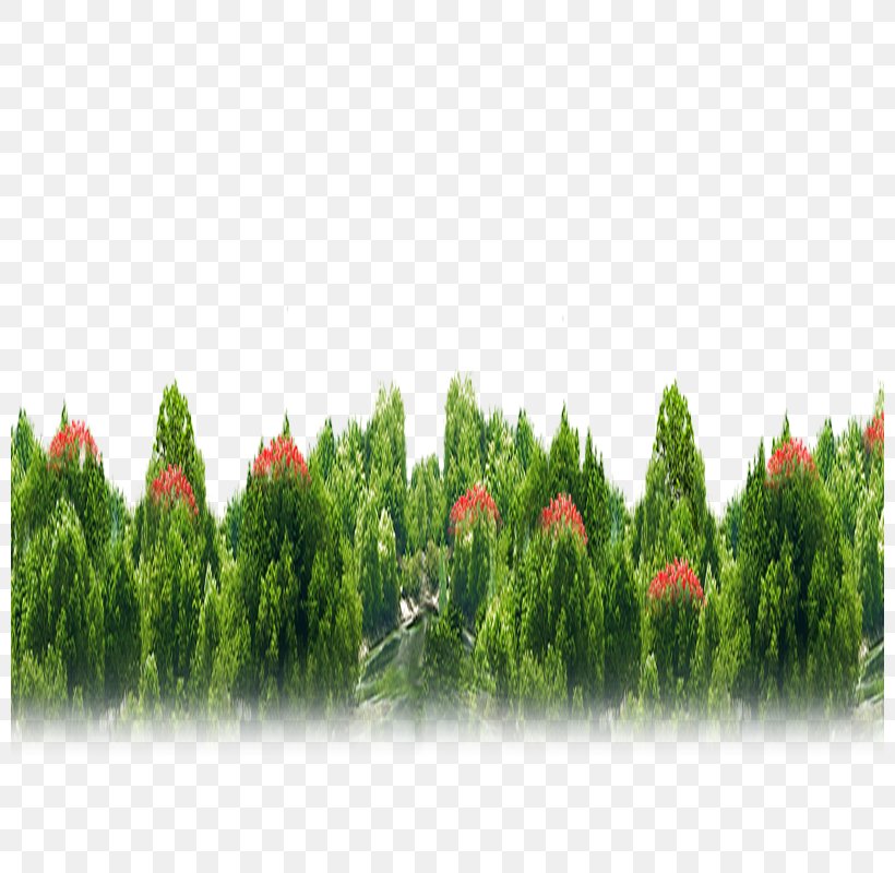 Green Tree Conifers, PNG, 800x800px, Green, Biome, Color, Conifer, Conifers Download Free