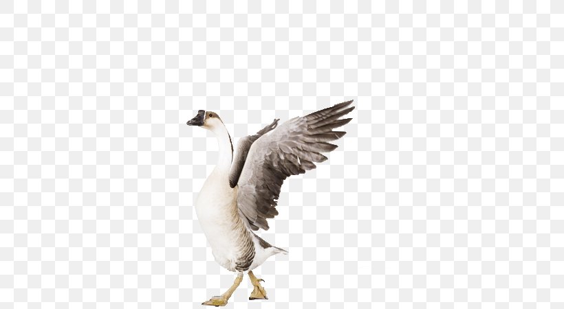 Grey Goose Bird Greylag Goose Cygnini, PNG, 577x450px, Goose, Anatidae, Beak, Bird, Bottle Download Free