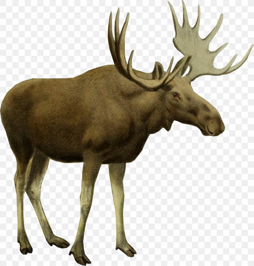 Moose Black Elk Wilderness White-tailed Deer Red Deer, PNG, 870x910px, Moose, Antler, Cervinae, Deer, Elk Download Free