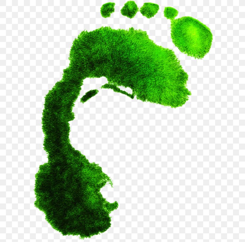 Shoe Footprint, PNG, 610x809px, Shoe, Animal Track, Biome, Computer, Computer Graphics Download Free