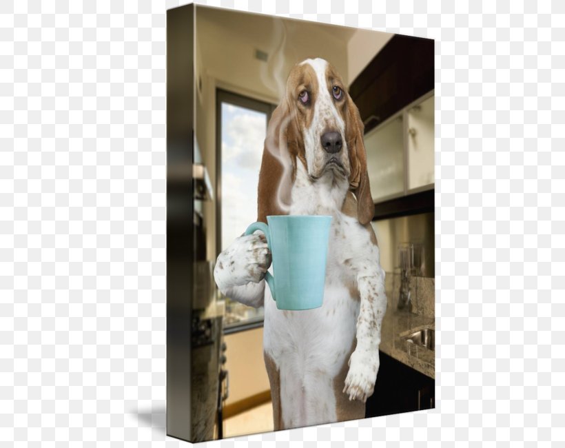 Basset Hound American Foxhound Treeing Walker Coonhound Dog Breed Puppy, PNG, 455x650px, Basset Hound, American Foxhound, Black And Tan Coonhound, Coffee, Dog Download Free
