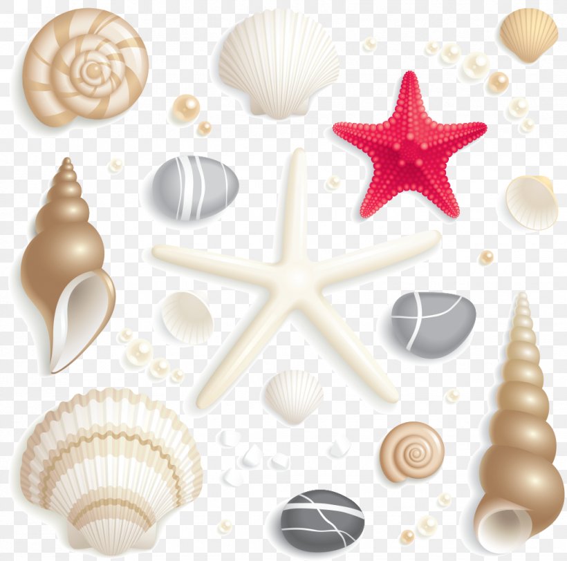 Seashell Clip Art, PNG, 1031x1022px, Seashell, Cartoon, Cockle, Drawing, Organism Download Free