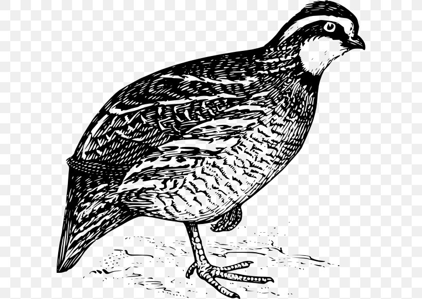 California Quail Northern Bobwhite Clip Art, PNG, 600x582px, Quail, Beak, Bird, Black And White, California Quail Download Free