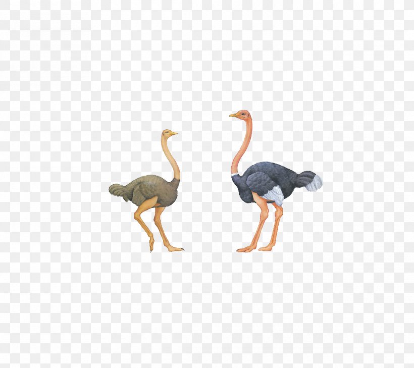 Common Ostrich Bird Download Euclidean Vector, PNG, 1140x1014px, Common Ostrich, Animal, Beak, Bird, Cartoon Download Free