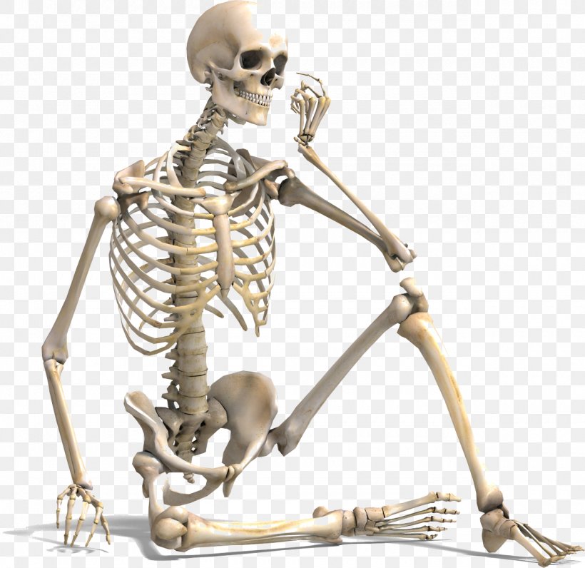 Human Skeleton Bone Density Human Body Vertebral Column, PNG, 1280x1243px, Human Skeleton, Appendicular Skeleton, Axial Skeleton, Bone, Bone Density Download Free