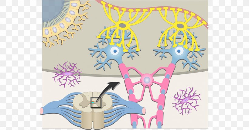 Neuron Oligodendrocyte Astrocyte Cell Neuroglia, PNG, 1200x630px, Neuron, Area, Art, Astrocyte, Biological Neuron Model Download Free