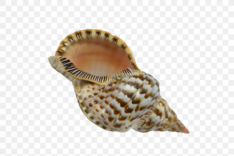 Seashell Conchology Charonia Triton, PNG, 1650x1100px, Seashell, Charonia, Com, Conch, Conchology Download Free