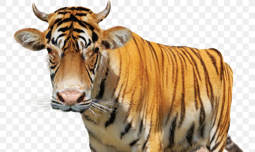 Tiger Cattle Lion Wildlife, PNG, 752x489px, Tiger, Animal, Big Cat, Big Cats, Carnivoran Download Free