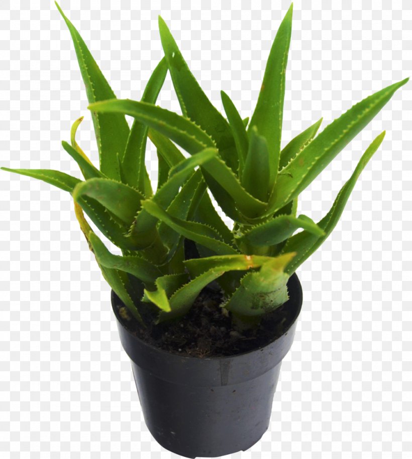 Aloe Vera Succulent Plant Houseplant Cactaceae, PNG, 1000x1116px, Aloe Vera, Agave, Aloe, Cactaceae, Echeveria Download Free