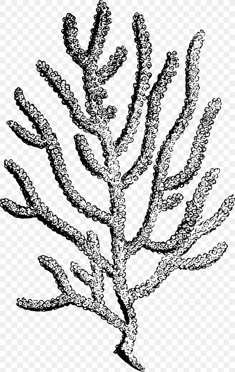 Coral Reef Clip Art, PNG, 4000x6317px, Coral, Black And White, Branch, Color, Coral Reef Download Free