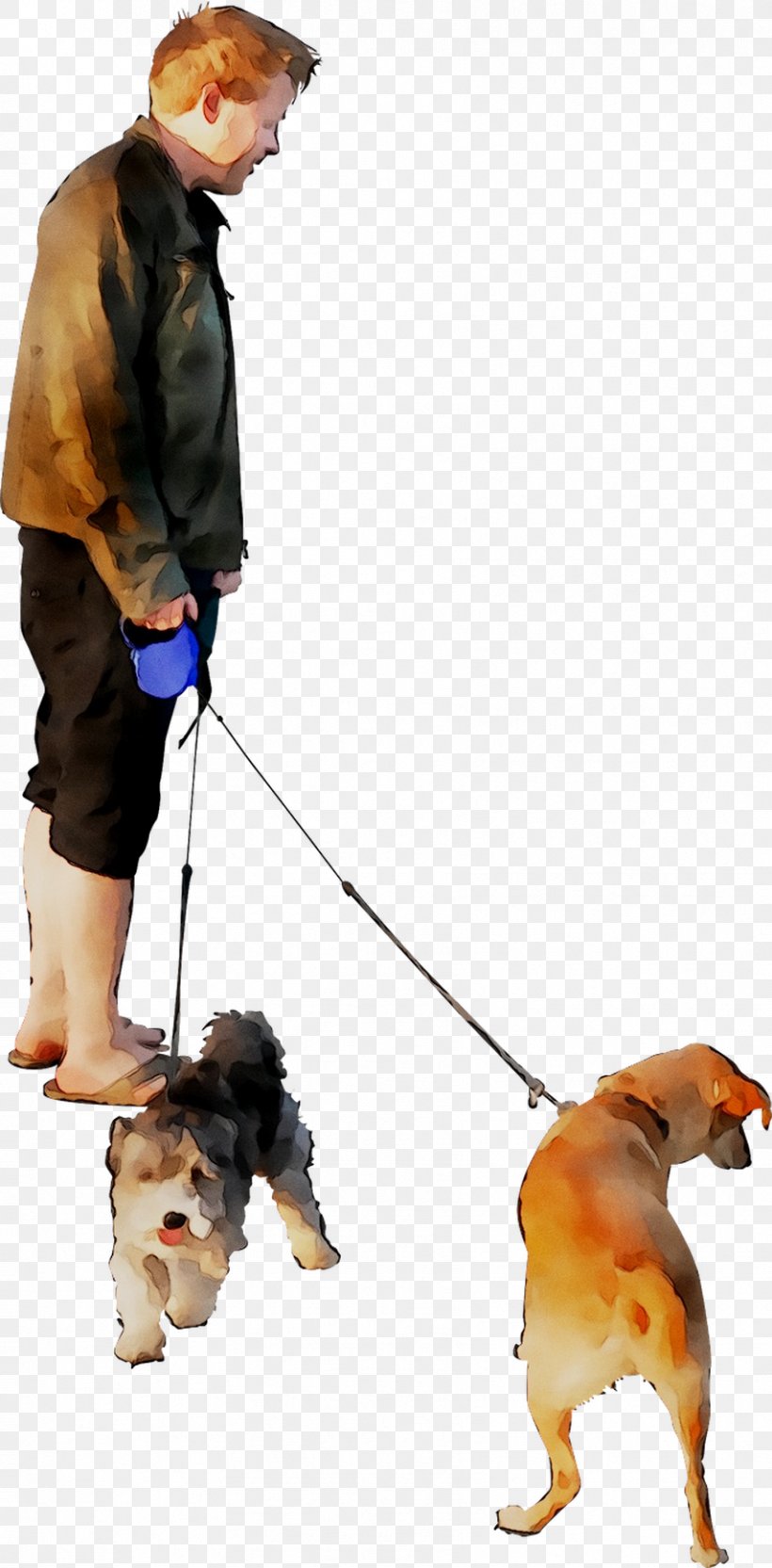 Dog Breed Obedience Training Leash Dog Walking, PNG, 854x1735px, Dog Breed, Breed, Canidae, Carnivore, Companion Dog Download Free