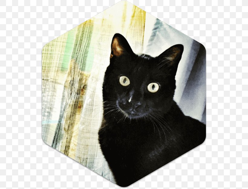 Domestic Short-haired Cat Whiskers Mumbai, PNG, 550x625px, Domestic Shorthaired Cat, Black Cat, Bombay, Box, Carnivoran Download Free