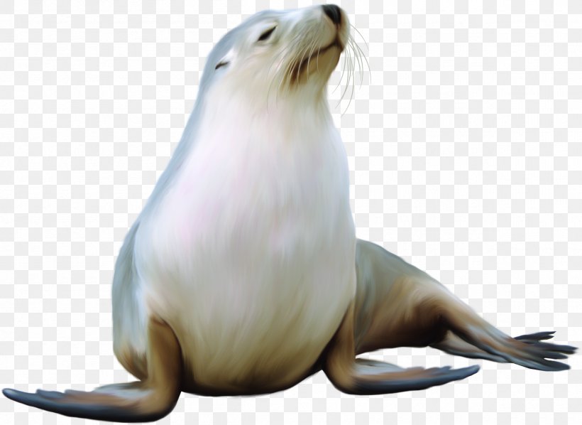 Earless Seal Harbor Seal Sea Lion Walrus, PNG, 2410x1759px, Earless Seal, Animal, Beak, Beaver, Eared Seal Download Free