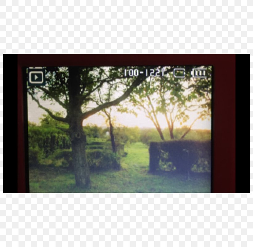 Forest Picture Frames Desktop Wallpaper Stock Photography, PNG, 800x800px, Forest, Computer, Grass, Landscape, Morning Download Free